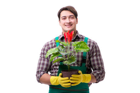 Young man gardener isolated on whiteの写真素材