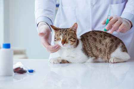 Cat visiting vet for regular checkupの写真素材
