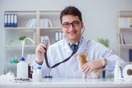 Cat visiting vet for regular checkupの写真素材