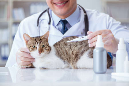 Cat visiting vet for regular checkupの写真素材