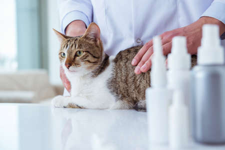 Cat visiting vet for regular checkup