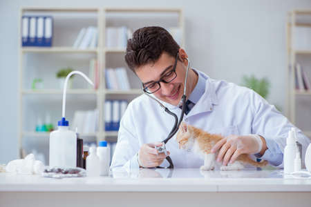 Cat visiting vet for regular checkupの写真素材