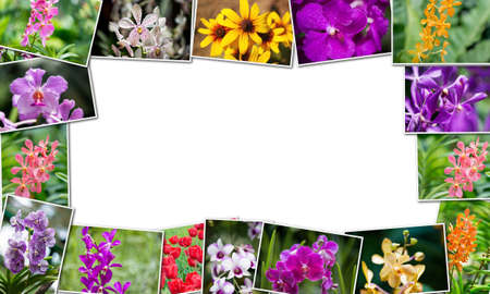 Collage of various flowers in nature conceptの写真素材