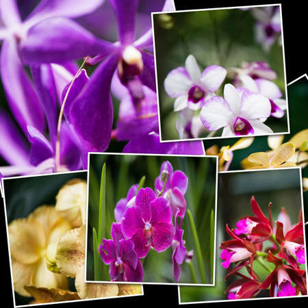 Collage of various flowers in nature conceptの写真素材
