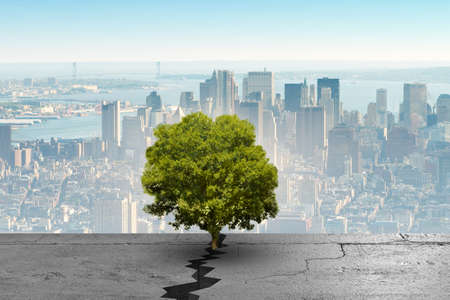 New life concept with sprout growing through crackの写真素材