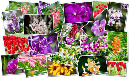 Collage of various flowers in nature conceptの写真素材