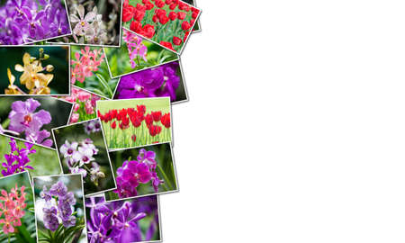 Collage of various flowers in nature conceptの写真素材