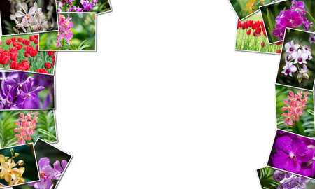 Collage of various flowers in nature conceptの写真素材
