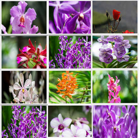 Collage of various flowers in nature conceptの写真素材