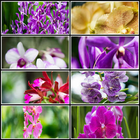Collage of various flowers in nature conceptの写真素材