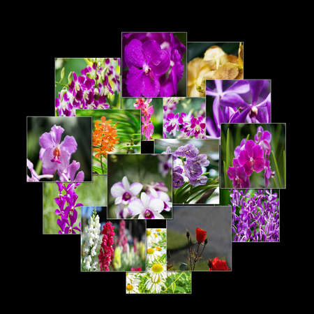 Collage of various flowers in nature concept