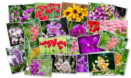 Collage of various flowers in nature conceptの写真素材
