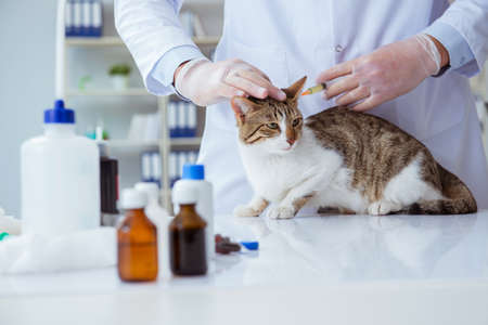 Cat visiting vet for regular checkupの写真素材