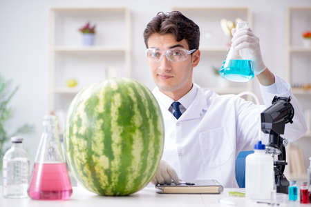 Scientist testing watermelon in labの写真素材