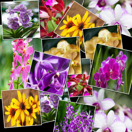 Collage of various flowers in nature conceptの写真素材