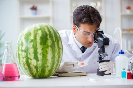 Scientist testing watermelon in labの写真素材