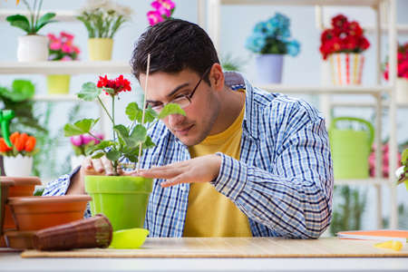 Young man florist working in a flower shopの写真素材