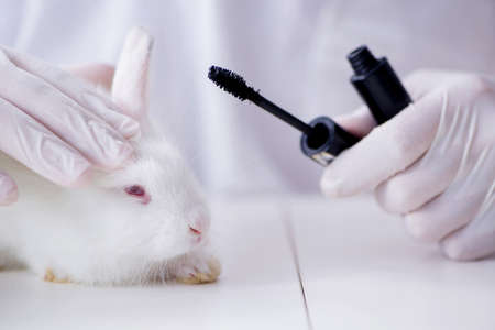 White rabbit in scientific lab experimentの写真素材