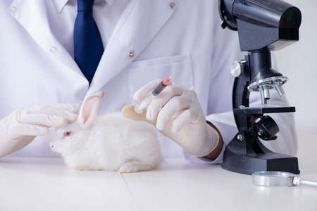 Vet doctor examining rabbit in pet hospitalの写真素材