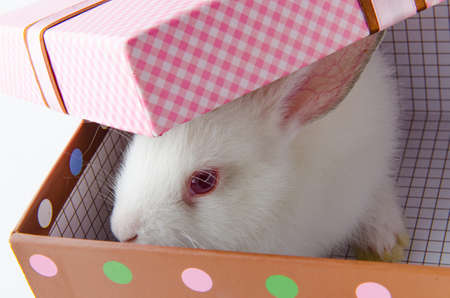 White rabbit in gift box in easter conceptの写真素材