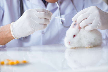 Vet doctor examining rabbit in pet hospitalの写真素材