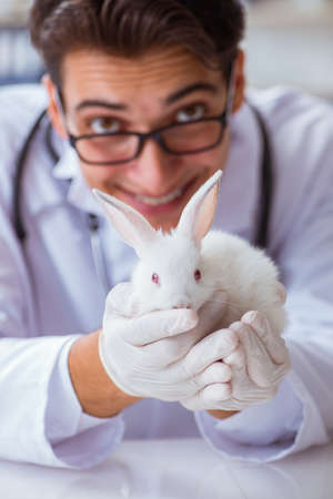 Vet doctor examining rabbit in pet hospitalの写真素材