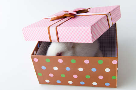 White rabbit in gift box in easter conceptの写真素材