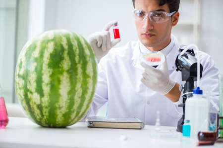 Scientist testing watermelon in labの写真素材