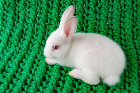 White rabbit on green backgroundの写真素材