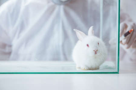 White rabbit in scientific lab experimentの写真素材