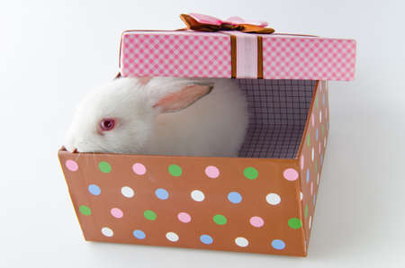 White rabbit in gift box in easter conceptの写真素材