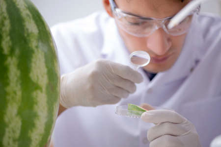 Scientist testing watermelon in labの写真素材