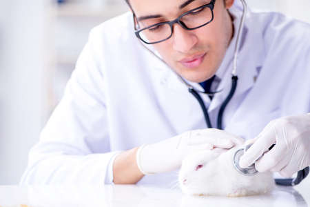 Vet doctor examining rabbit in pet hospitalの写真素材