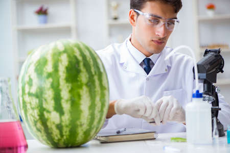 Scientist testing watermelon in labの写真素材