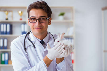Vet doctor examining rabbit in pet hospitalの写真素材