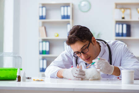 Vet doctor examining rabbit in pet hospitalの写真素材