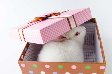 White rabbit in gift box in easter conceptの写真素材