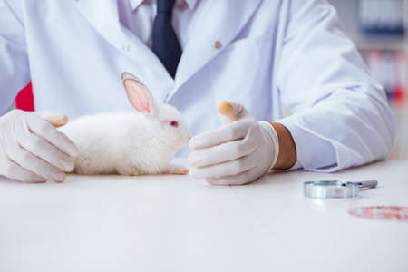 Vet doctor examining rabbit in pet hospitalの写真素材