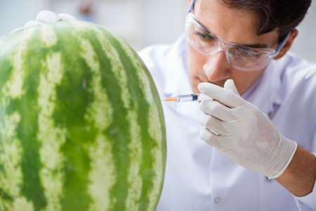 Scientist testing watermelon in labの写真素材