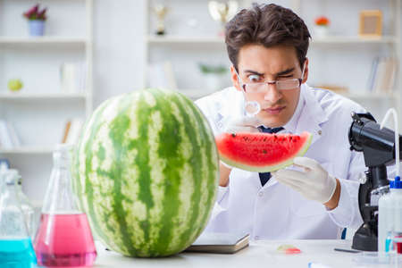 Scientist testing watermelon in labの写真素材