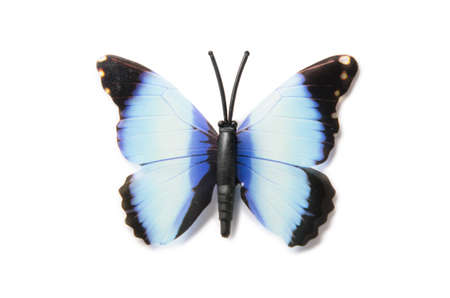 Colourful butterfly isolated on white background
