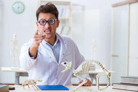 Funny crazy student doctor studying animal skeletonの写真素材