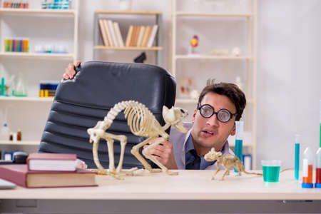 Funny scientist with cat skeleton in lab clinicの写真素材