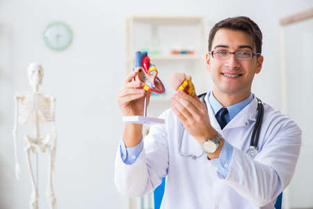 Doctor explaining the heart modelの写真素材