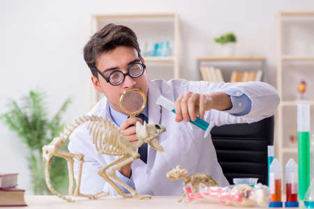 Funny scientist with cat skeleton in lab clinicの写真素材