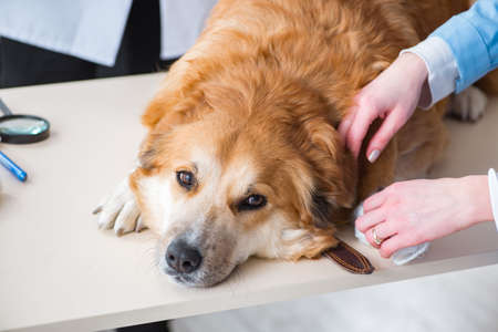 Doctor and assistant checking up golden retriever dog in vet clinicの写真素材