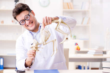 Funny crazy student doctor studying animal skeletonの写真素材