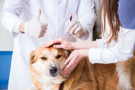 Doctor examining golden retriever dog in vet clinicの写真素材