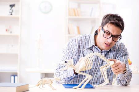 Student doctor studying animal skeletonの写真素材