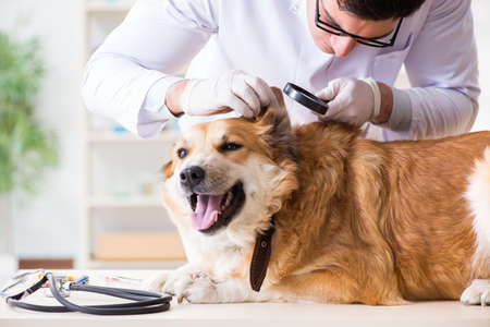 Doctor examining golden retriever dog in vet clinic